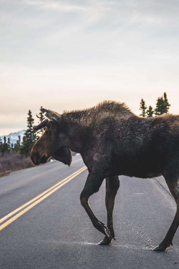 Denali Wild Stay - Redfox Cabin, Free Wifi, Private, Sleep 6 Хили Экстерьер фото