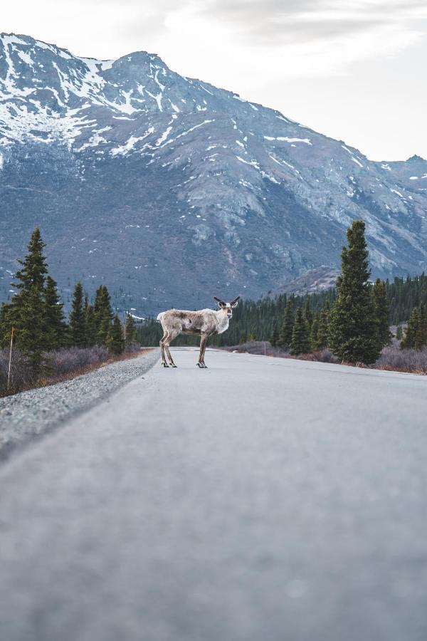 Denali Wild Stay - Redfox Cabin, Free Wifi, Private, Sleep 6 Хили Экстерьер фото